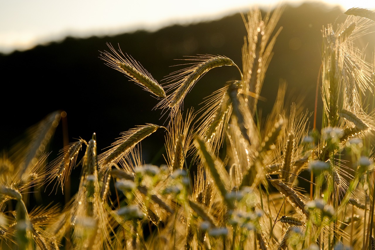What is Regenerative Agriculture?